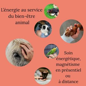 Tarifs soins énergétiques animaux 